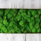 Искусственные зеленые растения, 50гпакет, высокое качество, бессмертный поддельный цветок, мох, трава, декоративная стена для дома, сделай сам, цветы, аксессуары для травы