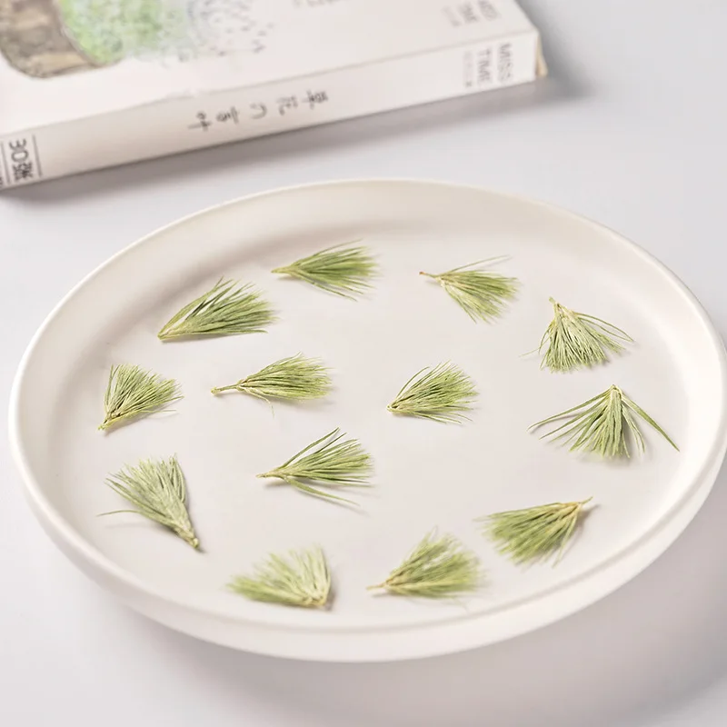 Green Moss Leaves Dried Flower Plant Pressed Plants Leaf Grass For DIY Frame Phone Case Bookmarks Making Accessories | Дом и сад