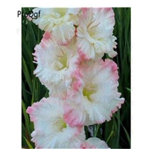11 Ngryise 10 шт набор Vaniot Houtt gladiolus лампочка - Цвет: 11