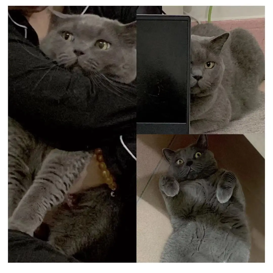 Набор закладки для книг 6 шт. милые вещи милый кот магнитные творчество