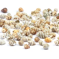 mixed wholesale natural small conch shape beach seashell creative diy necklace bracelet anklet accessories for jewelry gift make