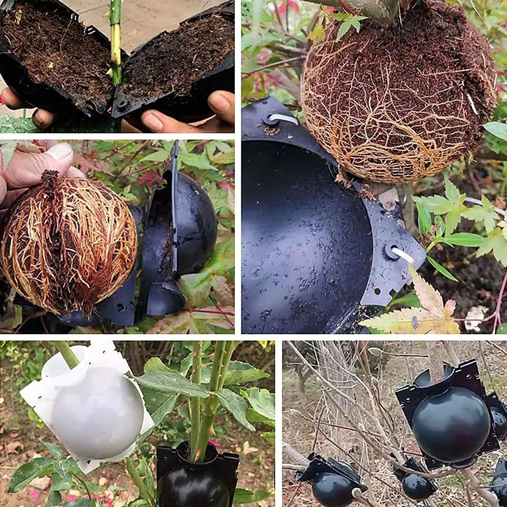 

10pcs Plant Root Growing Box Plant Rooting Ball Breeding Case Grafting Rooting Growing Box Breeding For Garden Plant Root Box