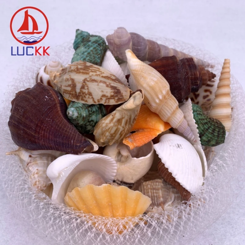 LUCKK Mediterranean Style Lot Of Funny Mixed Natural Sea Shell Conch Wall Home Decor Beach DIY Nautical Craft Marine Accessories tiffany shell wall lamp mediterranean sea style shell cover wall ligting fixture