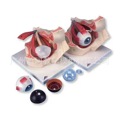 

1: 3 Life Sized Human Anatomical Model of Eyeball 10 Parts