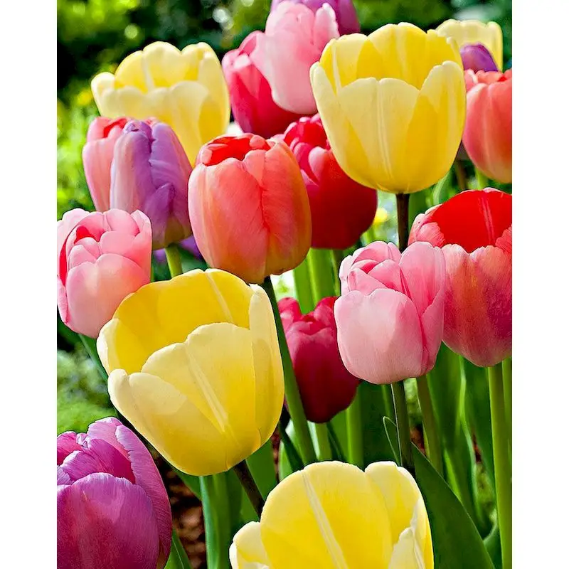 

GATYZTORY DIY Painting By Numbers Kits Colorful Flower Acrylic Picture Modern Wall Art Hand Painted For Home Decor