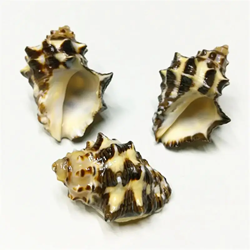 Раковина из натурального раковины раковина Спиро для аквариума озелененная