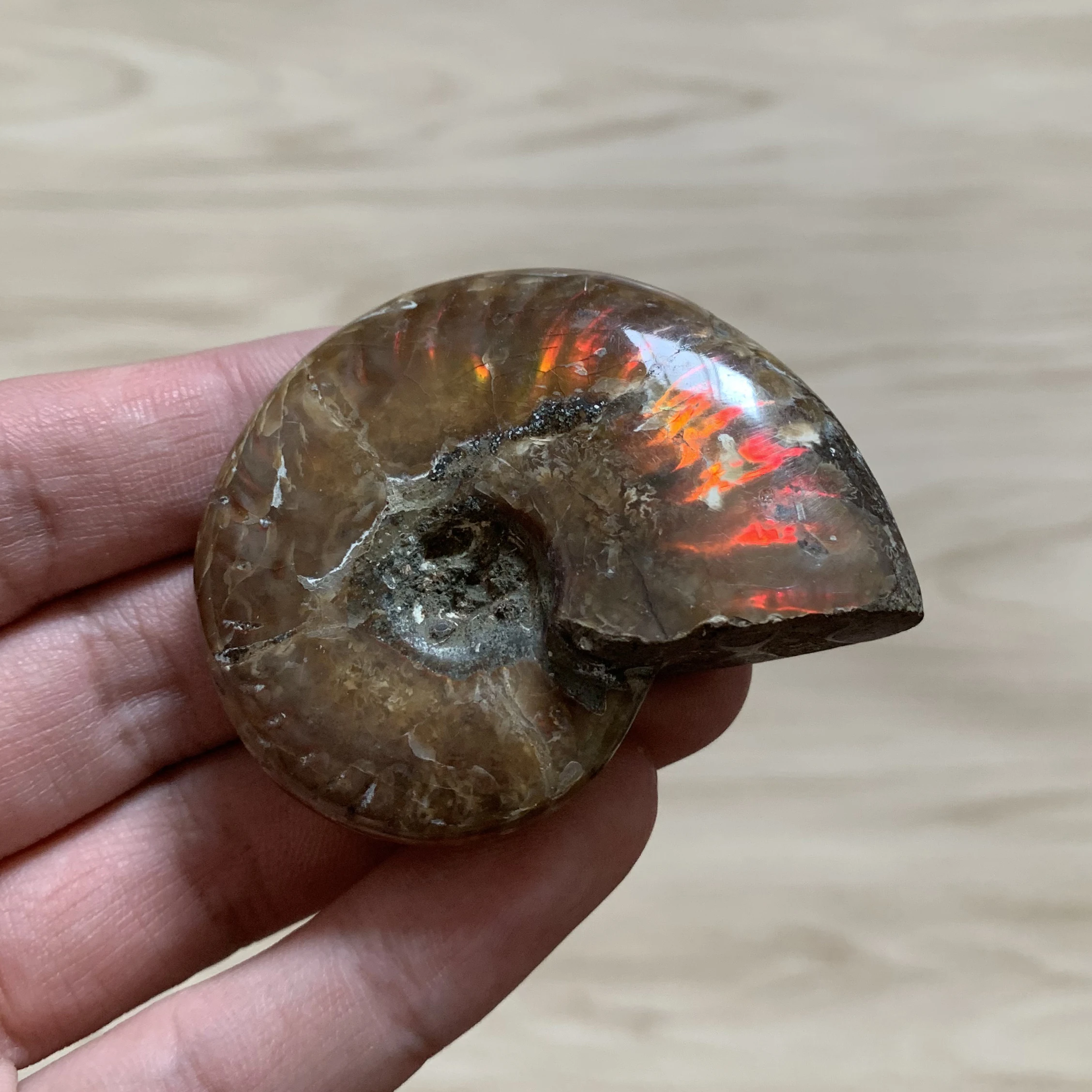 

55g Natural Colorful Ammonite Fossil Polished Rainbow Specimen Madagascar Healing L001