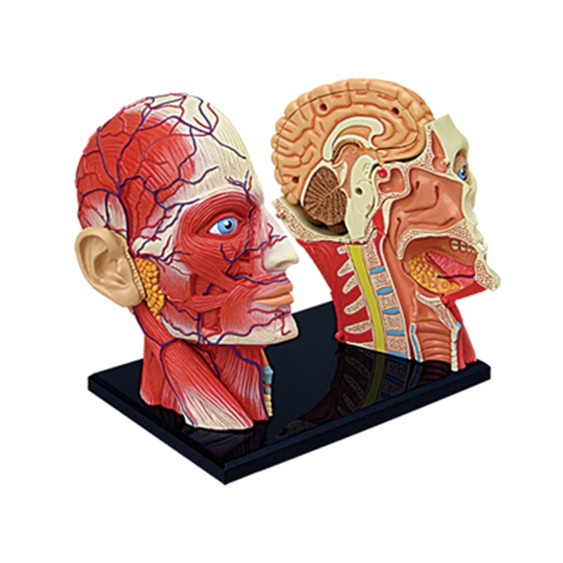 4D мастер головоломка в сборе Игрушка Голова мышц нерв анатомия модель