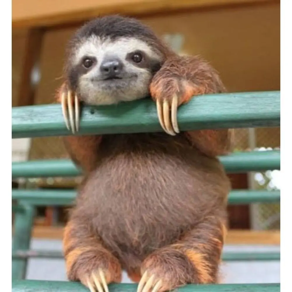 5d алмазная живопись Ленивец вышивка сделай сам Алмазная мозаика каола животные