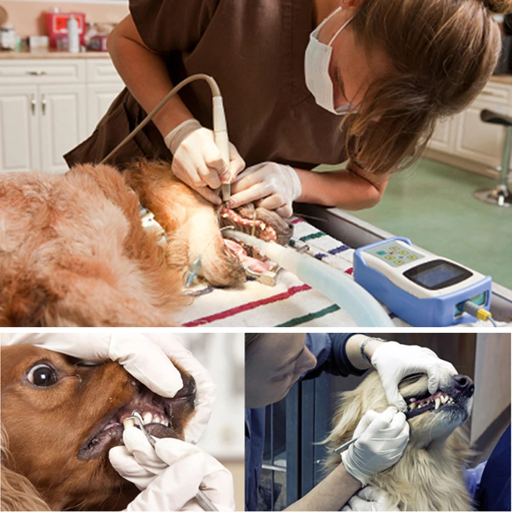 Set Pet Tartar Remover Scaling Tools With Bag Beauty Tooth Cleaning Dental Tool For Dog Health Supplies | Дом и сад