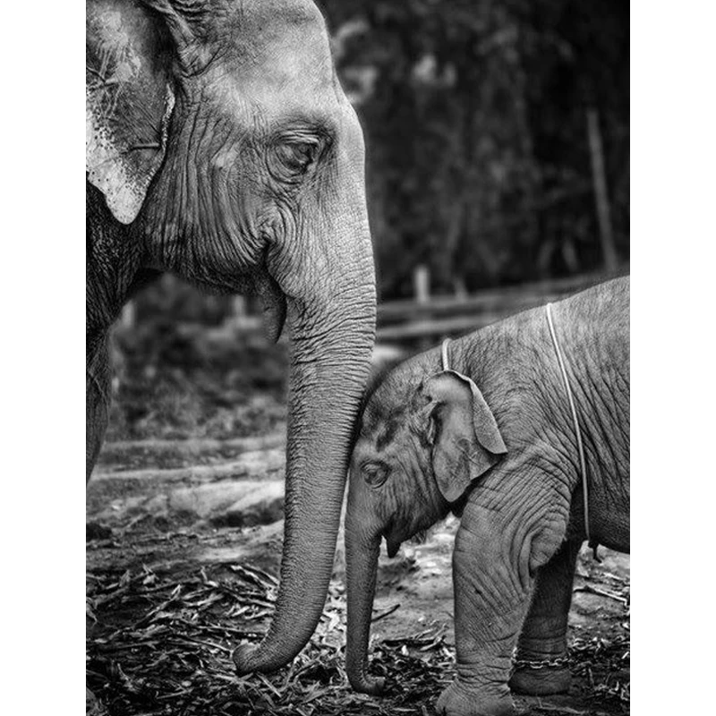 Diy Алмазная картина слон алмазная Вышивка Животных вышивка крестом в