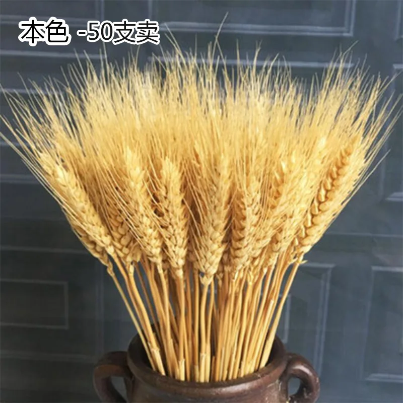 Natural Color 50 шт./лот реальные пшеницы цветок уха натуральные сухие цветы для Свадебная вечеринка украшения для самодельного изготовления высушенный букет украшения для дома - Цвет: Natural Color