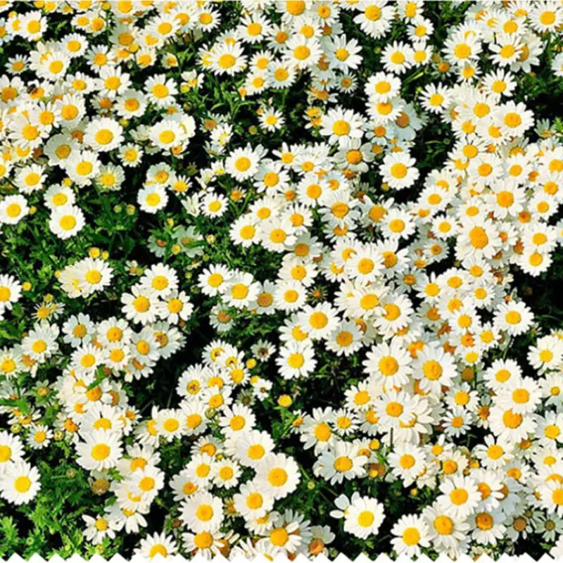

100Pcs Real Natural Dried Pressed Flowers White Daisy Pressed Flower for UV Resin Nail Stickers Makeup Art Craft Jewelry Making