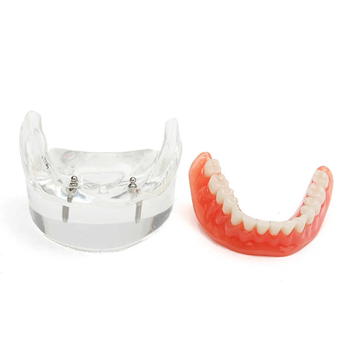 Модель зубов для взрослых стандартная модель обучения демонстрация орального и