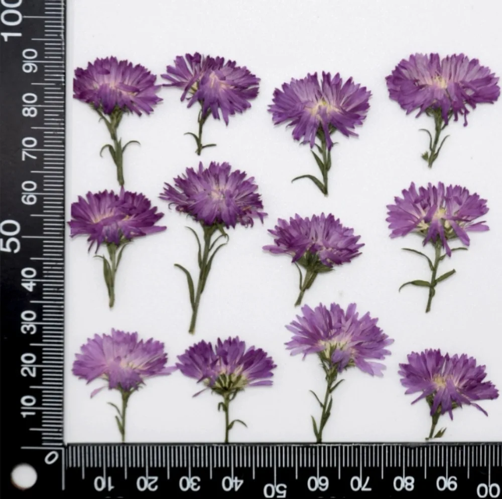 120 шт. прессованный высушенный Purple Tagetes patula L. Цветочные растения гербарий для
