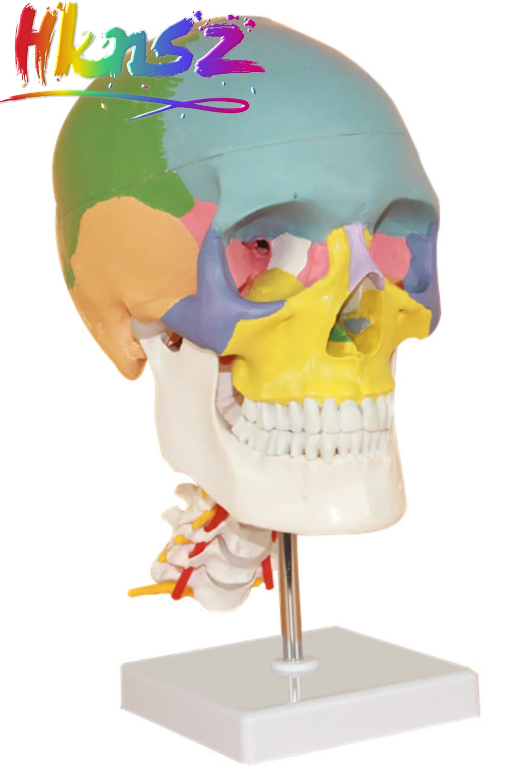 

human anatomy skeleton anatomical model for sale skull with colored bones cervical vertebra Beige Sculpture Medical supplies