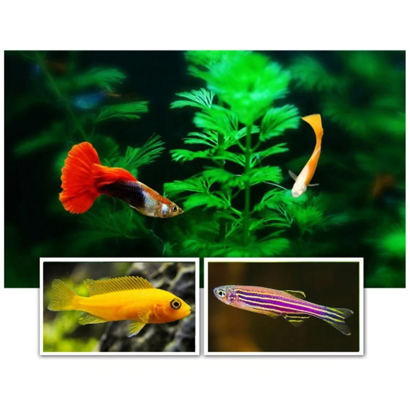 

1 Can 250ml Protein Small Medium Tropical Fishes Flakes Ornamental Fish Food Goldfish Carp Guppies Feed Aquarium Accessories