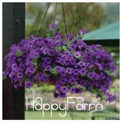 21 Лимонный ломтик Superbells calibachoa Petunia годовой цветок бонсай, 100 шт в упаковке, 24 цвета на выбор,# ZZSOIT - Цвет: 21