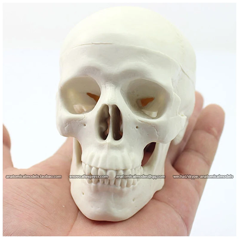 12334/ENOVOMODEL маленький череп Мини 3 части человеческий CMAM|anatomical skull|anatomical skull modelmini |