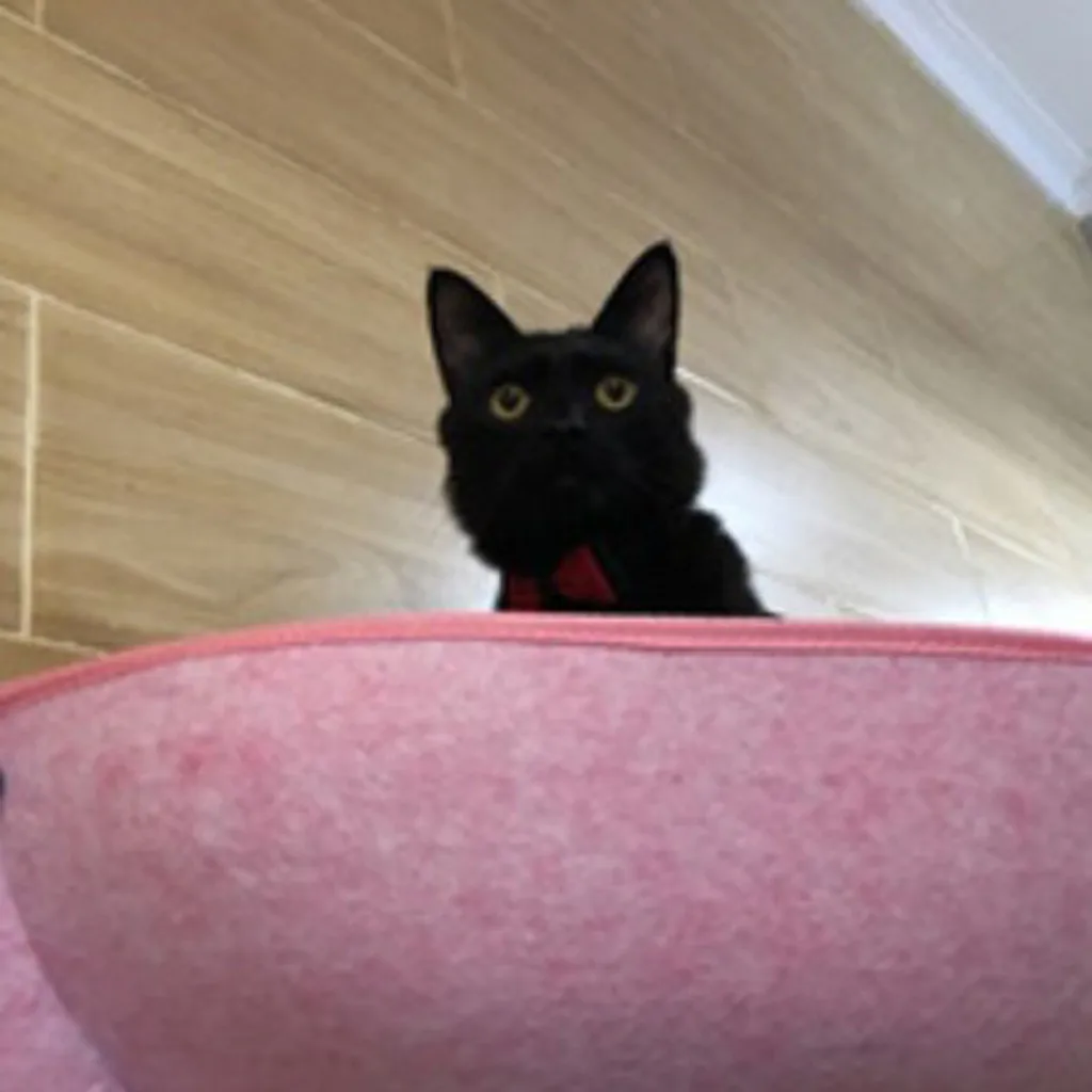 Лучшие продажи 2019 товары кошачий окошко присоска собаки глубокий сон кошка