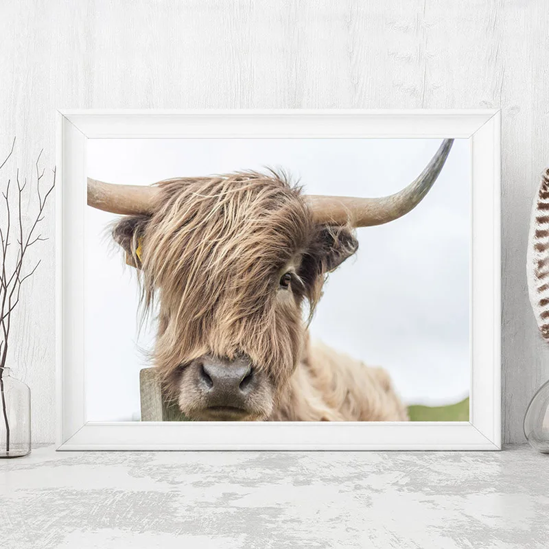 Highland корова Wall Art Холст Картины постеры с животными и принты Nordic украшение стены