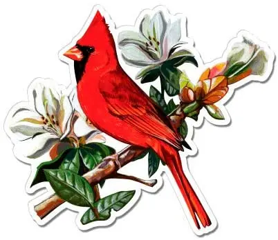 

Cardinal-Виниловая наклейка Водонепроницаемая наклейка