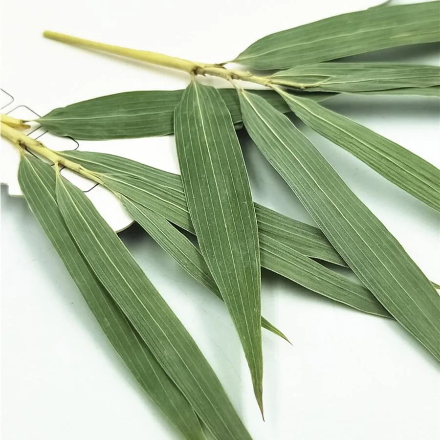 

60pcs Pressed Dried Green Bamboo Leaves+Stalk Flower Plants Herbarium For Jewelry iPhone Phone Case Frame Making Accessories