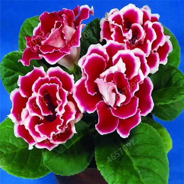 200 шт. искусственная глосиния | Дом и сад