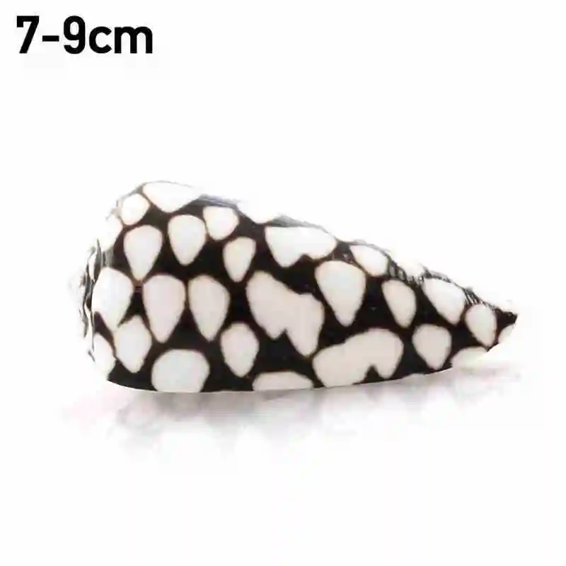 

Natural Shell Decorations Country Garden Decoration Office Decoration Decorations Fish Tanks Weddings Home Decorations