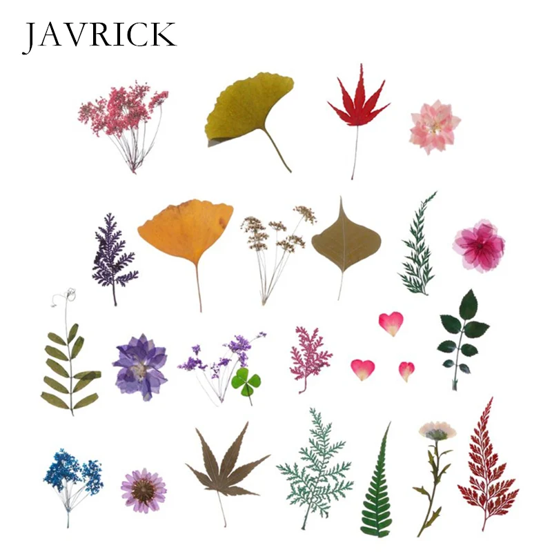 Смешанные спрессованные цветы листья образец растения наполнители для