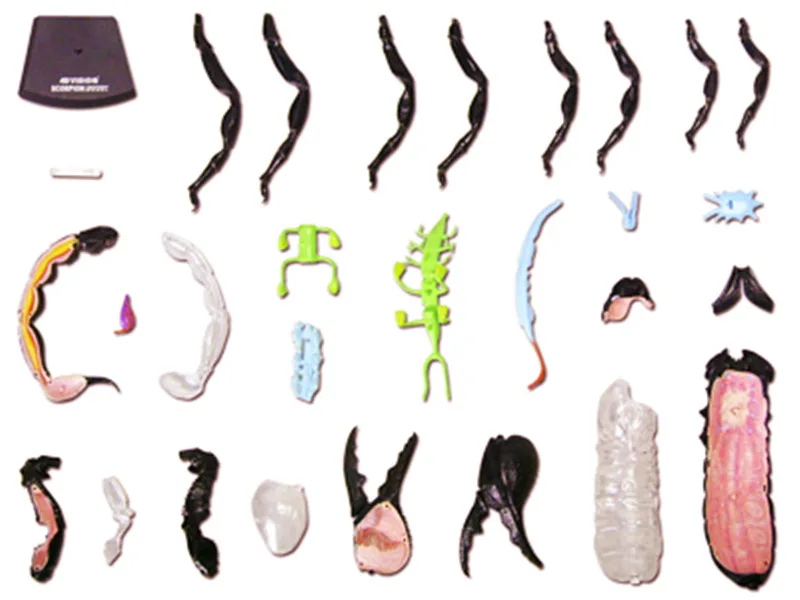 4d Скорпион животное анатомия модель скелета медицинская учебная помощь