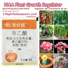 Цветок бонсая, мощная планплантация раньше способствует росту растений, восстанавливает жизненную силу и предотвращает падение фруктов