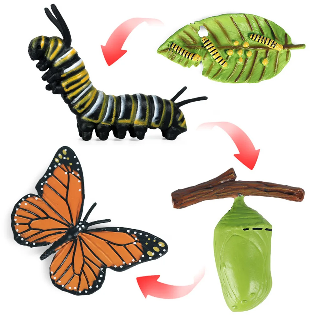 

Nature Insect Animals Model Butterfly Growth Cycle Figurine Plastic Miniature Educational Toys Gift