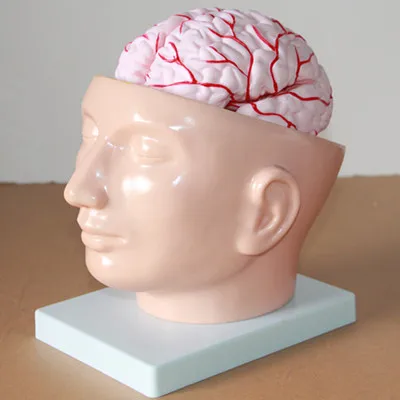 Cerebral artery Dissection model brain Neurology Cerebrovascular model 19*17*20cm Medical Teaching free shipping