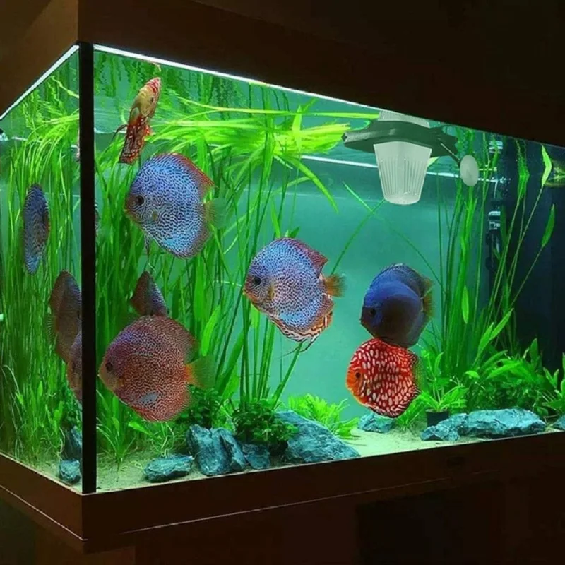 Портативное кольцо для кормления аквариума устройство подачи рыбы плавающее