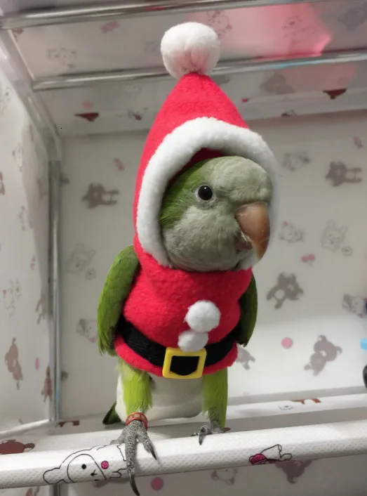 Теплая одежда ручной работы с птицами милый Летающий костюм для тараканов солнца