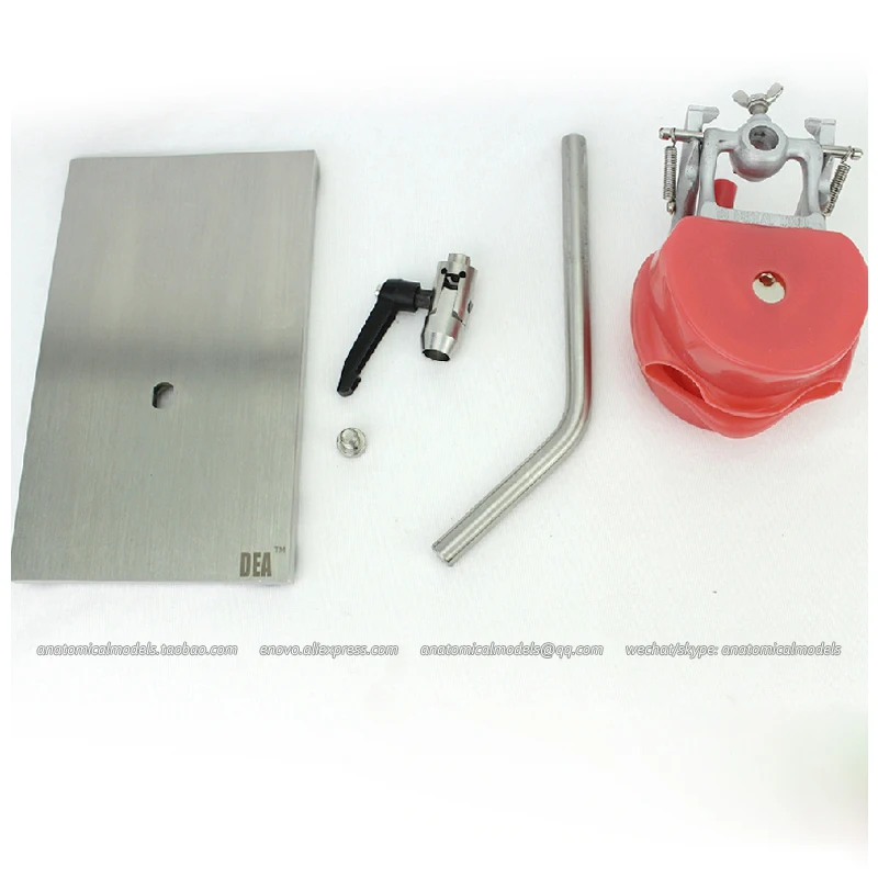 CMAM/12558 Dental-фантомная головка нержавеющая сталь медицинская анатомическая модель