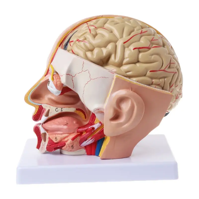 

Human Anatomy Head Skull Brain Cerebral Artery Anatomical Model For Teaching K3KB