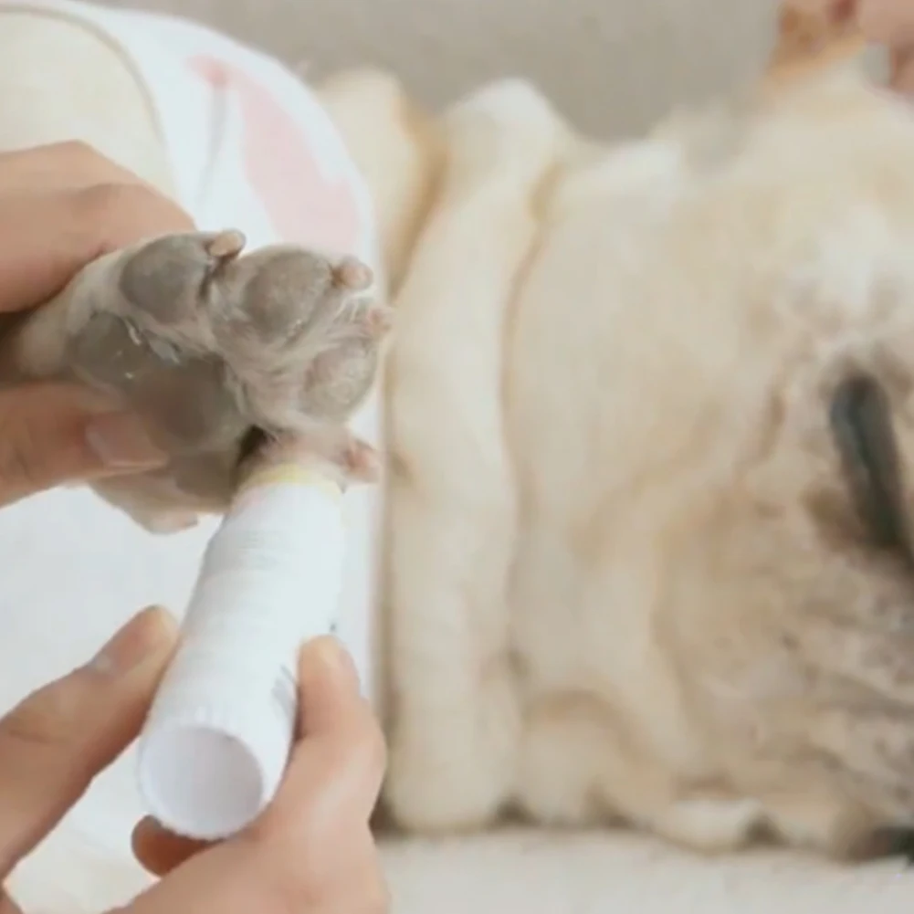 Portable Repair Paw Care Foot Protection Health Multifunction Pet Cream Dog Cat Cleansing Moisturizing Safety Puppy Forefoot | Дом и сад