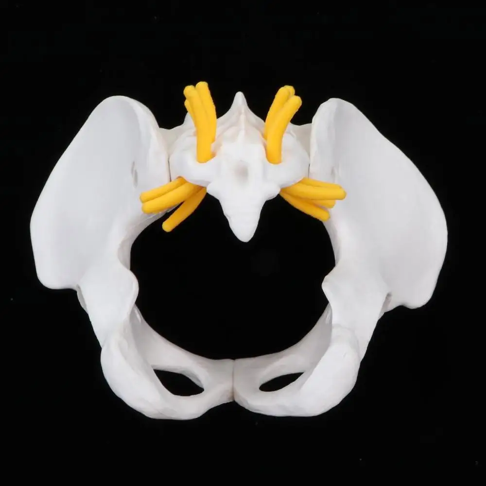 Женская анатомическая мини модель таза анатомии Обучающие ресурсы обучающая