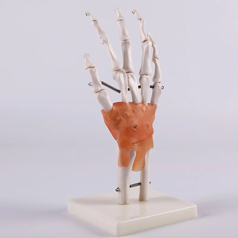 Медицинская наука образование студент учебные материалы усовершенствованный