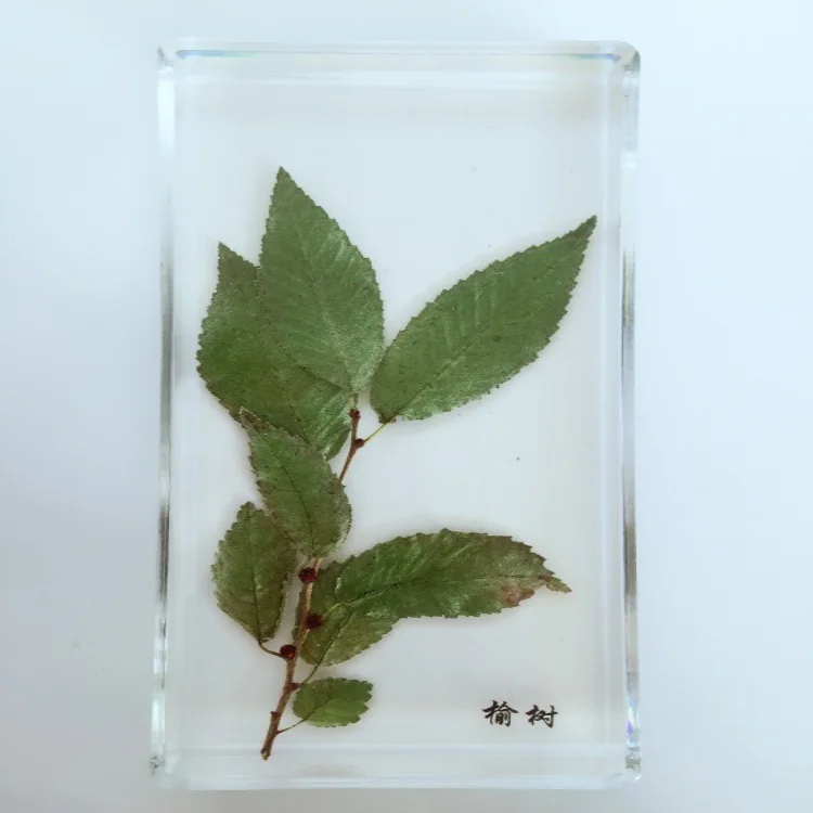 Листья улм встроенный образец улмус пумила листья реальные растения лист