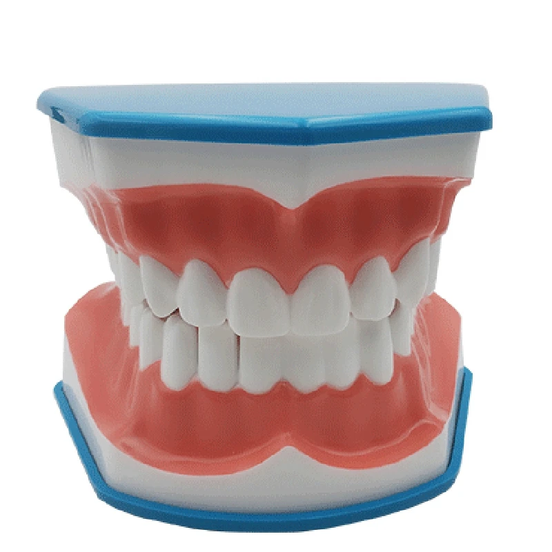 1 шт. модель для чистки зубов с языком и челюстью | Красота здоровье