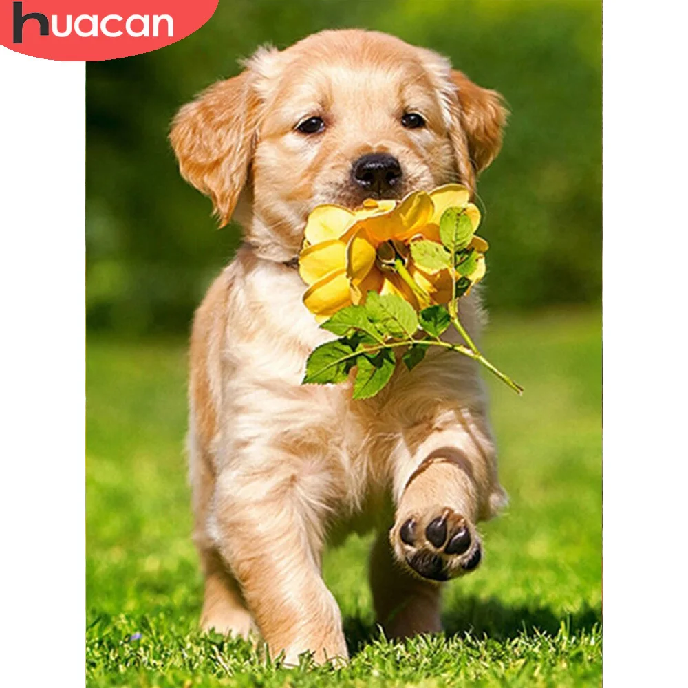 

Набор для алмазной живописи HUACAN, вышивка крестиком золотистого ретривера, украшение на стену, подарок ручной работы