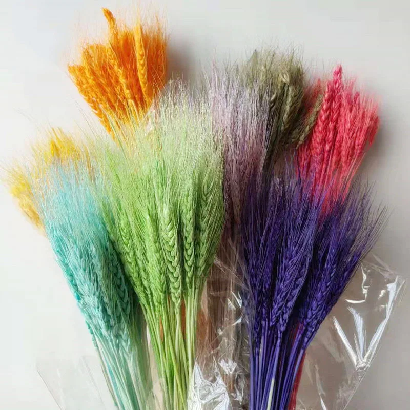 

50pcs Hot-Sale Wheat Ears Real Natural Preserved Dried Flower Photograph Home Bussiness Openning Newyear Wedding 2021 Decoration