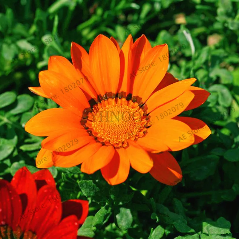 100 шт./пакет разноцветные Gazania rigens flores, цветок растения для дома и сада, бонсай для внутреннего и наружного спорта посадки