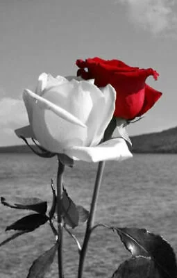 

Red and White Roses Art Film Print Silk Poster Home Wall Decor 24x36inch