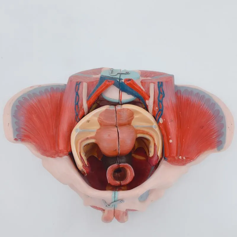 

1:1 в натуральную величину, для женского таза, мышц тазового дна, ПВХ