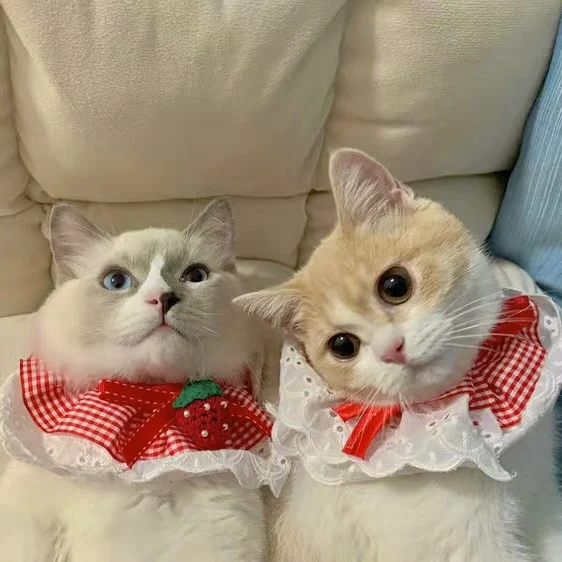 Кружевной нагрудник с бантом и жемчужинами для кошек собаки женский котят милый