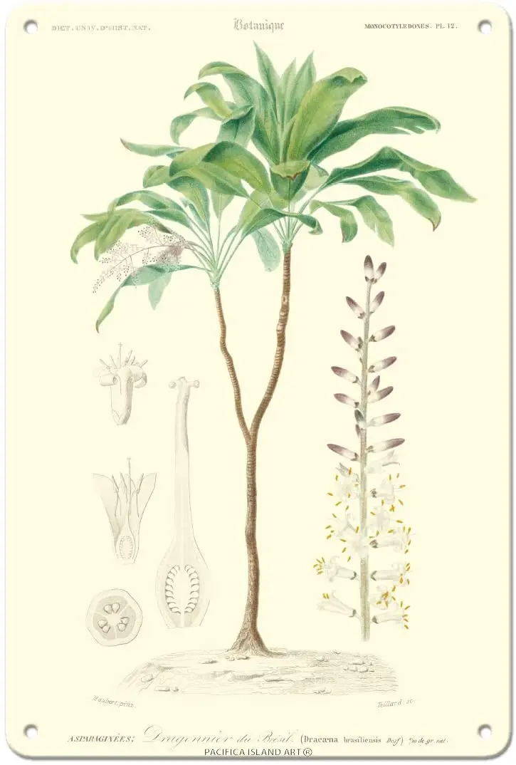 

Pacifica Island Art Flowering Dracaena (Corn Plant) - Vintage Botanical Illustration by Louis Edouard Maubert c.1849-8in x 12in